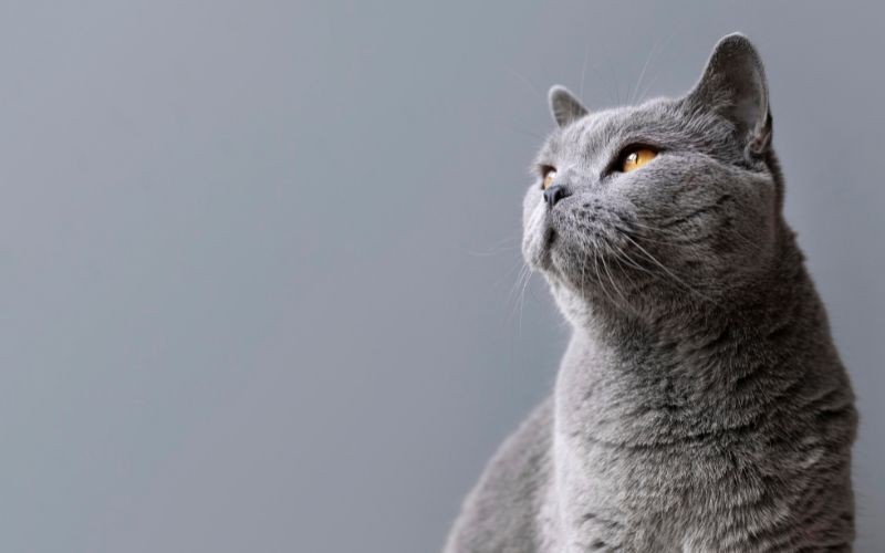 La adolescencia en los gatos